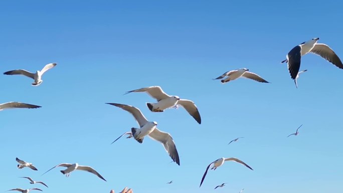 海鸥飞翔慢镜升格