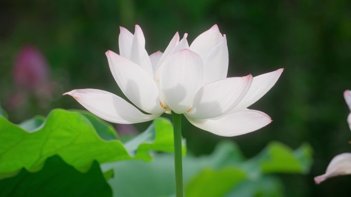 浙江台州临海灵湖荷花