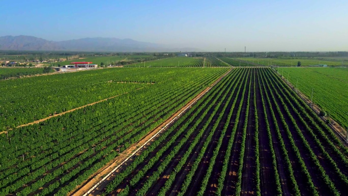 葡萄种植基地酿酒葡萄-生态农业大地平原