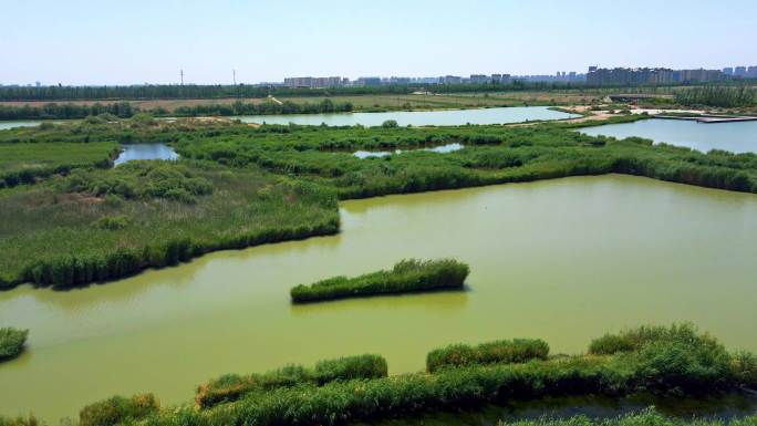 航拍城市生态环境芦苇荡湿地湖泊