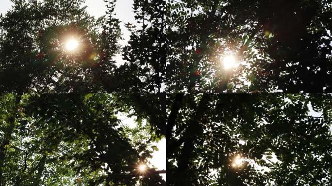 阳光照射在大树上仰拍天然氧吧