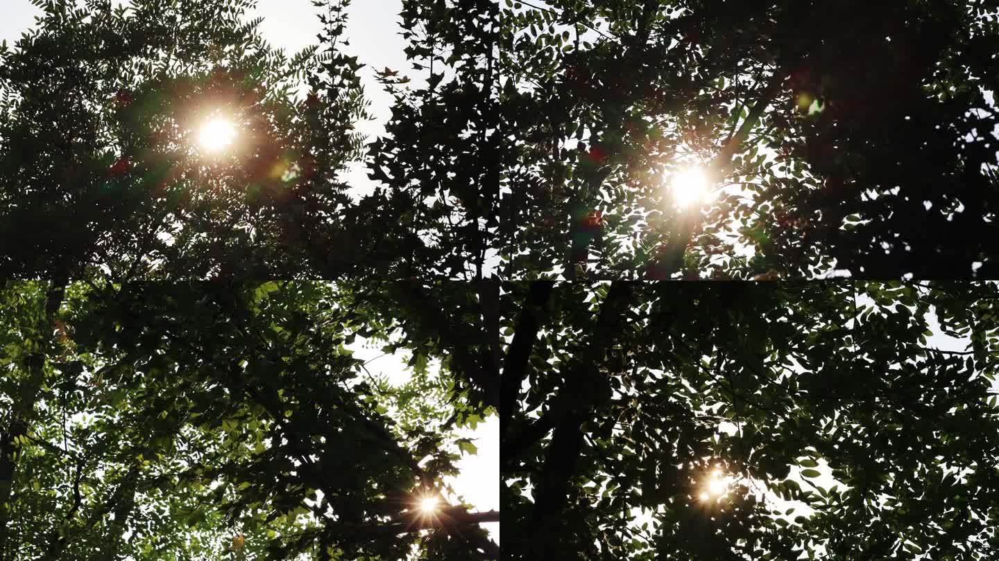 阳光照射在大树上仰拍天然氧吧