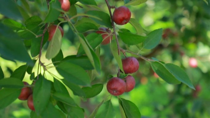 苹果种植、科技兴农苹果园区