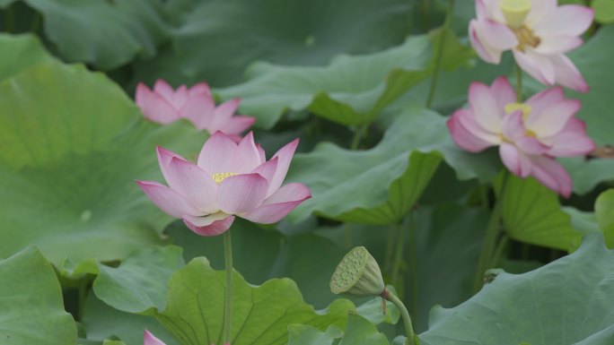 夏日荷花（索尼pp10 HLG原素材）