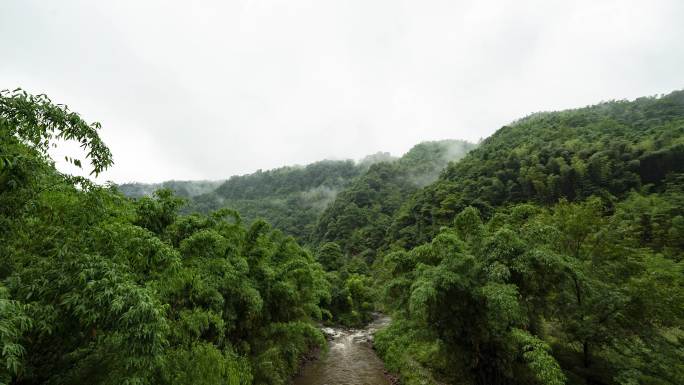 竹林雾气延时