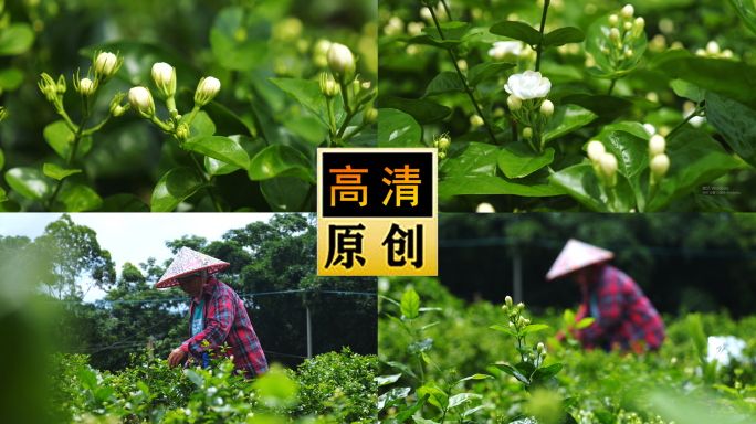 茉莉花-老农采摘茉莉花-花茶-花农-花苞