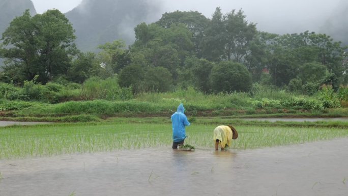 农民栽秧、插秧、春耕