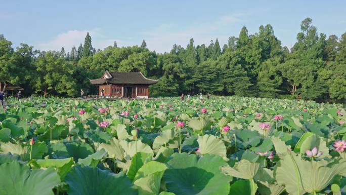 曲院风荷荷花 西湖荷花