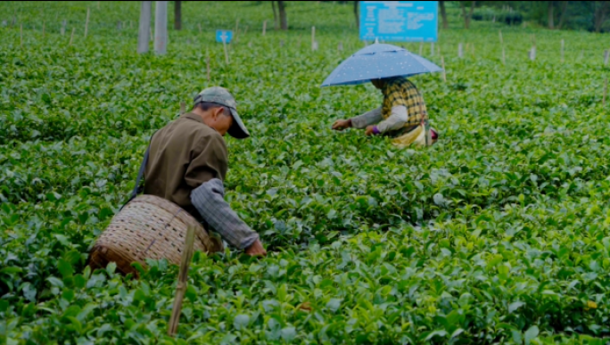 茶农采茶茶园环境