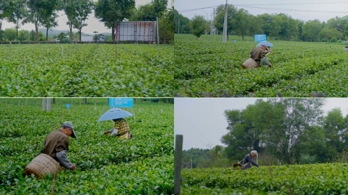 茶农采茶茶园环境