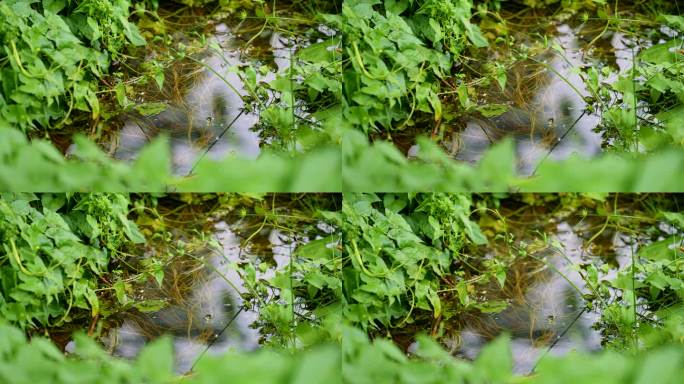 水洼水草自然生长茂盛实拍4k高清视频素材