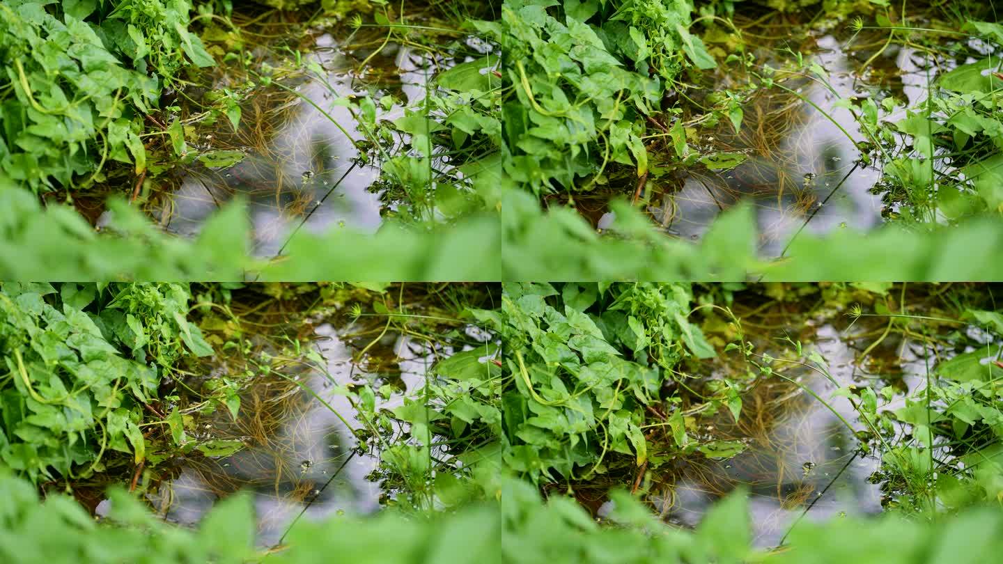 水洼水草自然生长茂盛实拍4k高清视频素材
