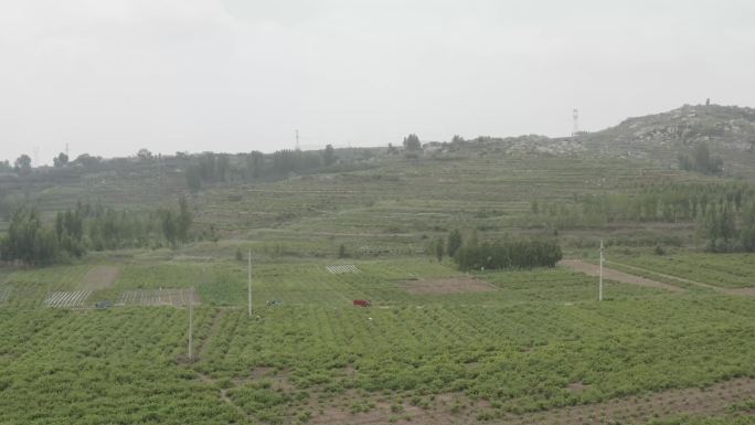 金银花种植基地航拍 4K