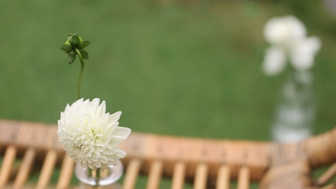 藤椅绿色草坪白色大丽花静物玻璃瓶歌词折页