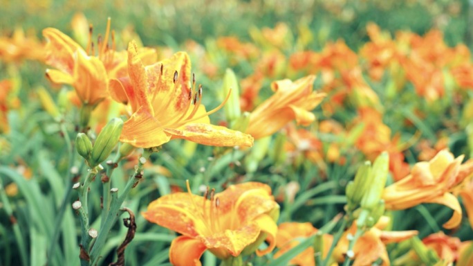 黄花菜开花