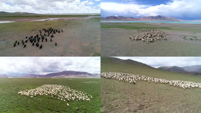 西藏畜牧