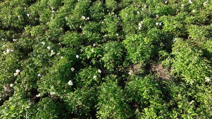 俯拍农田中药种植基地