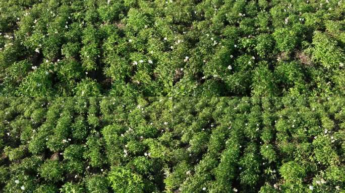 俯拍农田中药种植基地