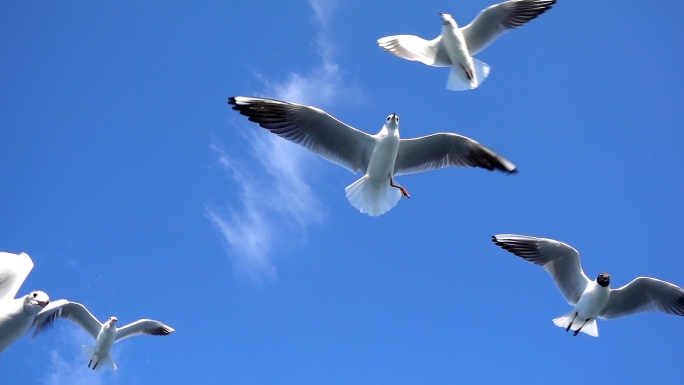海鸟海鸥飞翔