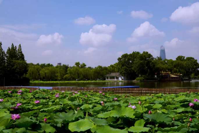 大明湖莲花延时