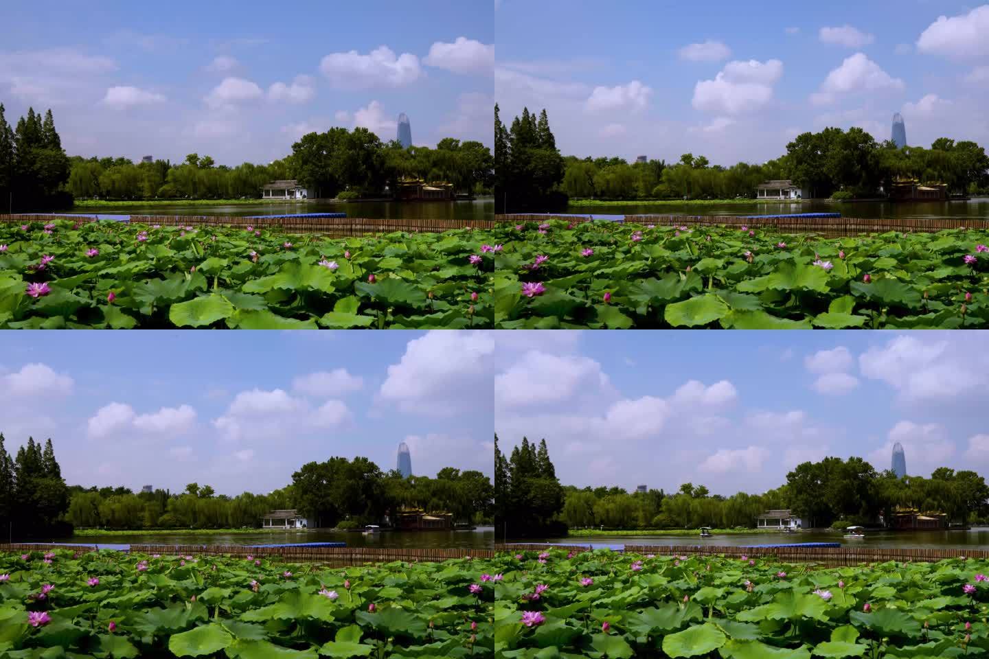 大明湖莲花延时