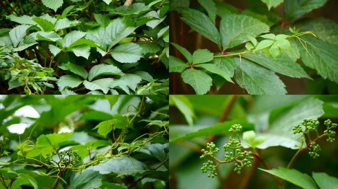 五叶地锦 物业爬山虎 爬墙虎002