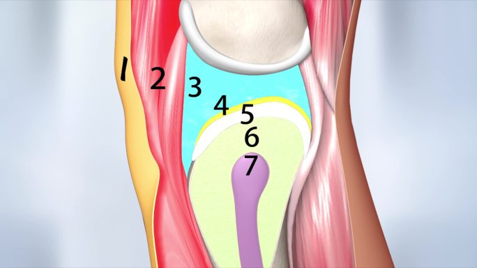 7层骨组织 人体骨骼关节 软骨修复 骨毒