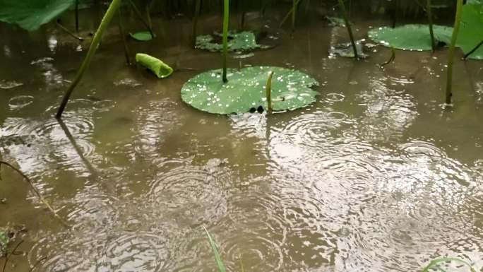 荷花雨滴滑落雨露雨珠从荷叶上滚落诗意荷塘