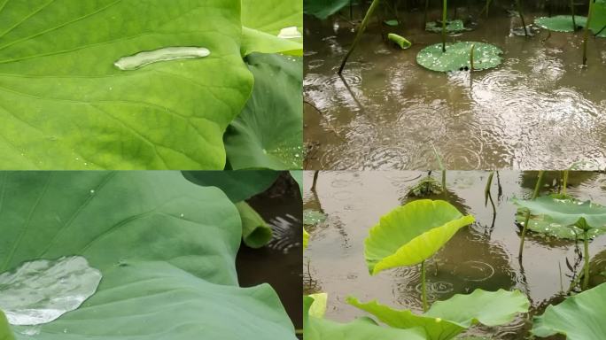 荷花雨滴滑落雨露雨珠从荷叶上滚落诗意荷塘