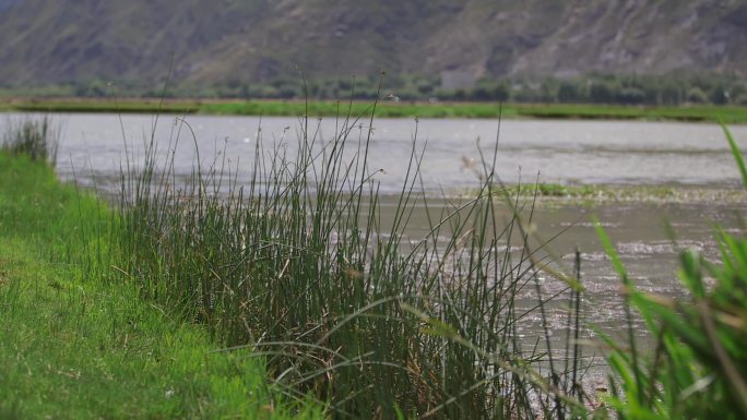 A1拉鲁湿地、自然生态