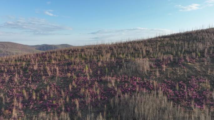 航拍大兴安岭漫山遍野的杜鹃花