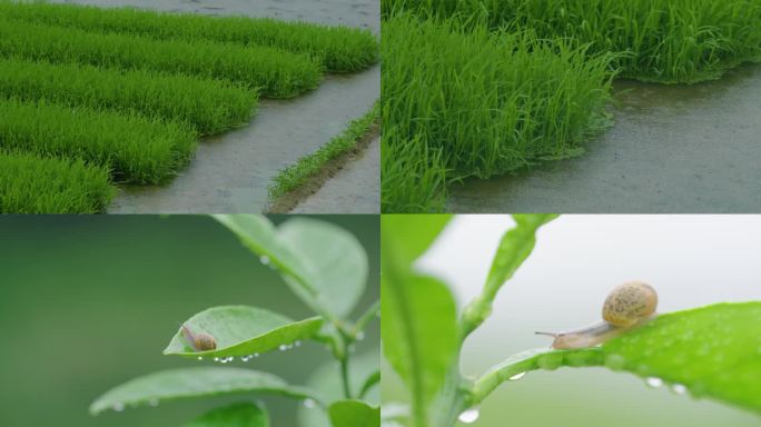 稻田里下雨了还有蜗牛