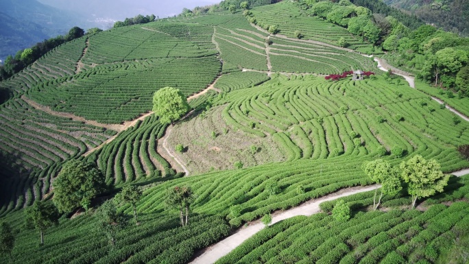 福安北门茶园、茶山、茶场