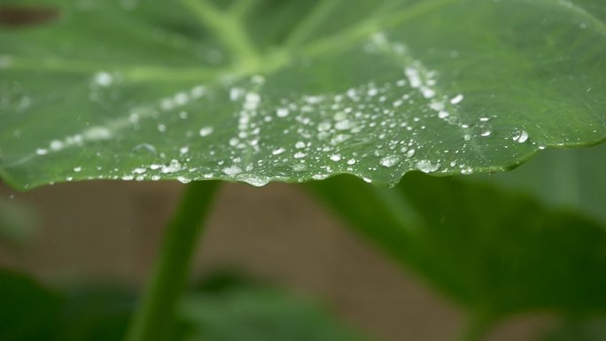 绿叶水珠清新自然下雨雨滴飞溅滴落滋润春雨