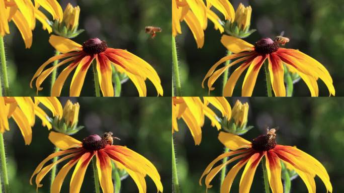 蜜蜂采蜜   蜜蜂在花丛中