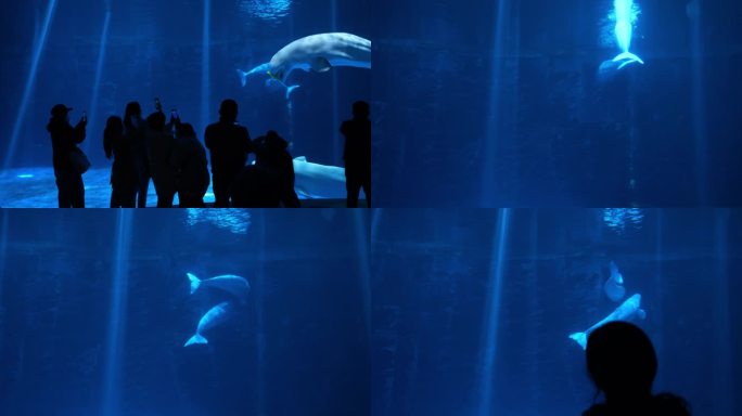 水族馆白鲸