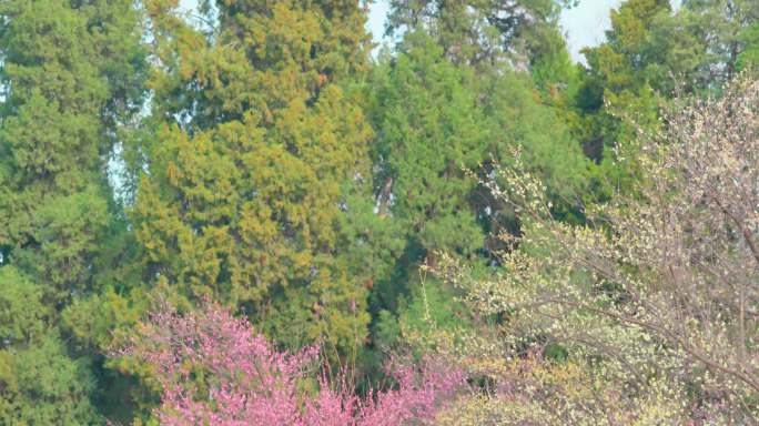 春天的樱花、桃花、海棠万能空镜