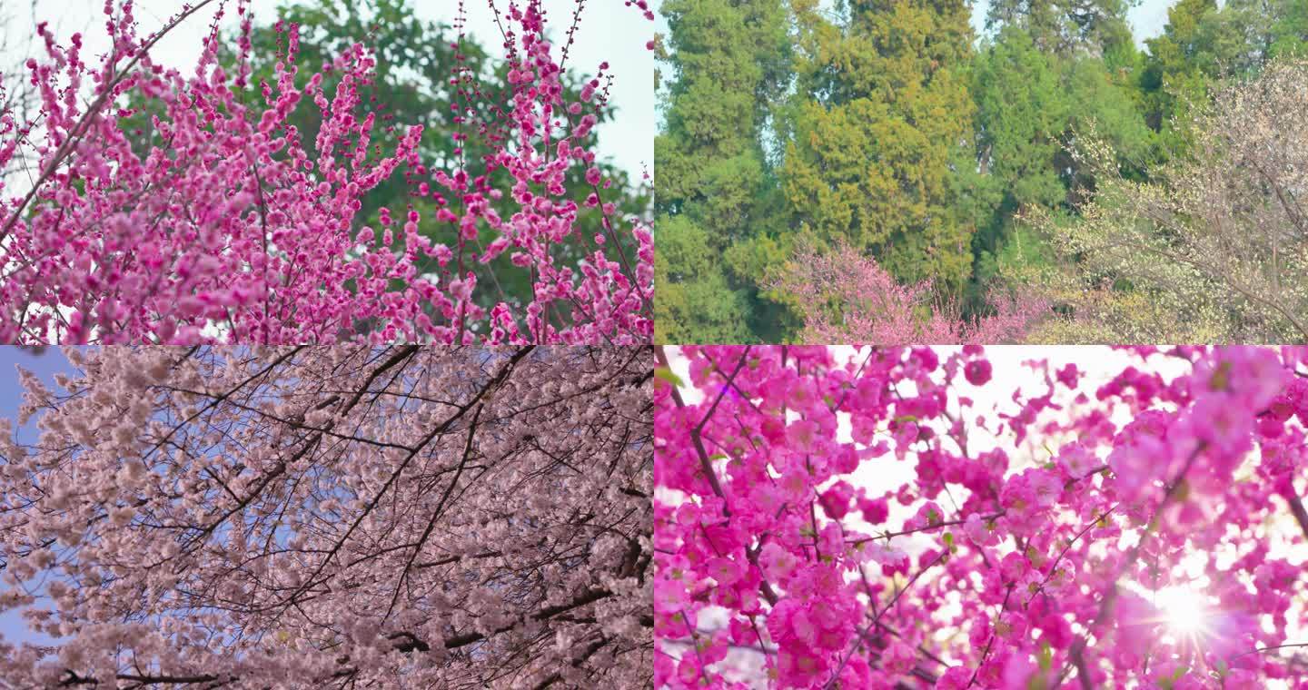 春天的樱花、桃花、海棠万能空镜