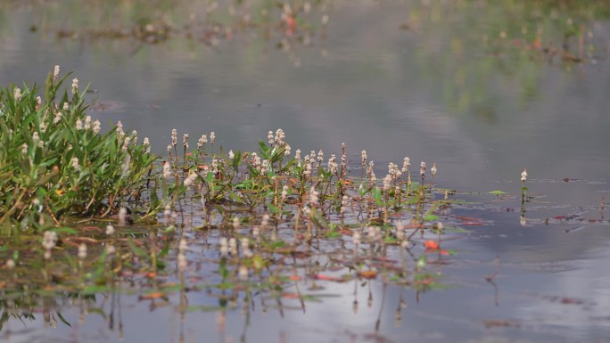 A1拉鲁湿地、雨落湖面、固定镜头
