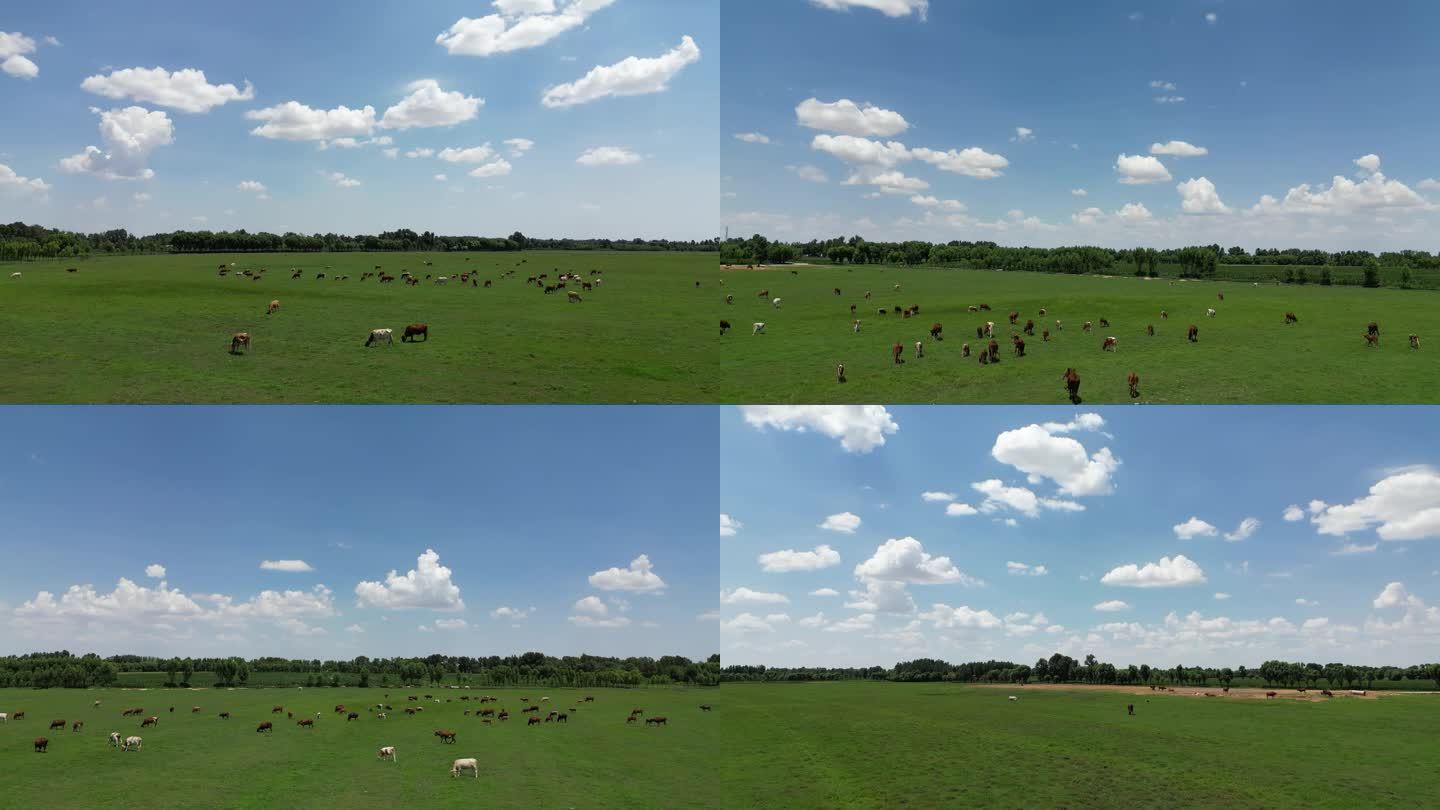 草原背景，牧场背景