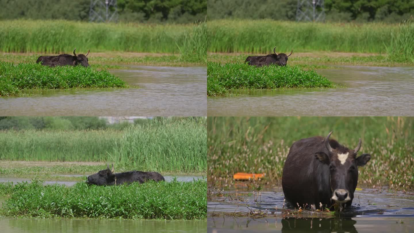 A1牛在湖边吃草、拉鲁湿地、多角度