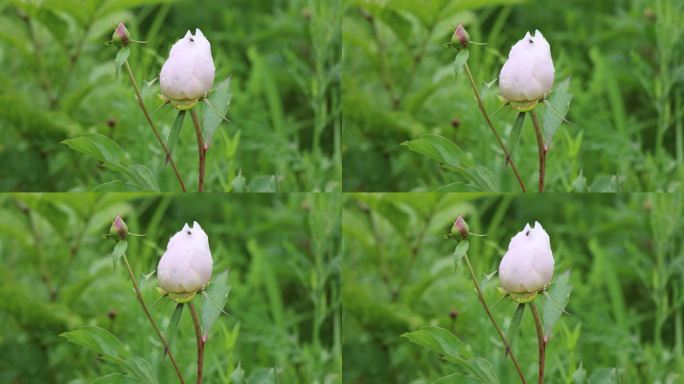 野生药用植物：芍药花