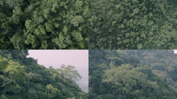 热带雨林旋转上升 树木旋转