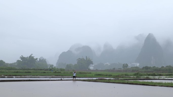 下雨天，一名披着雨衣的妇女走在稻田里