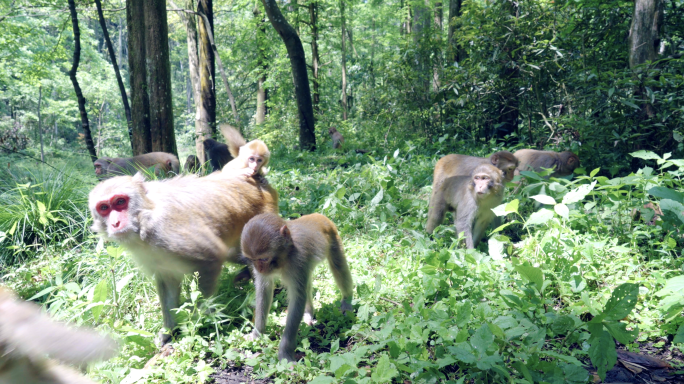 森林里的猴子 自然动物 原始森林