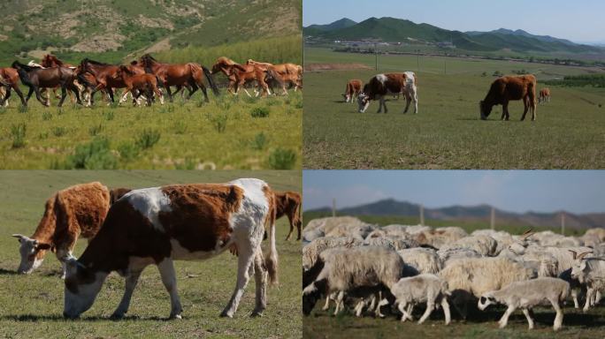 草原上牛群马群羊群
