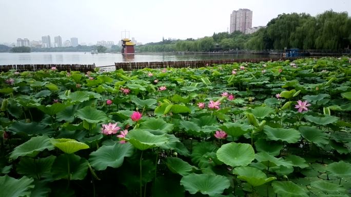 大明湖风景