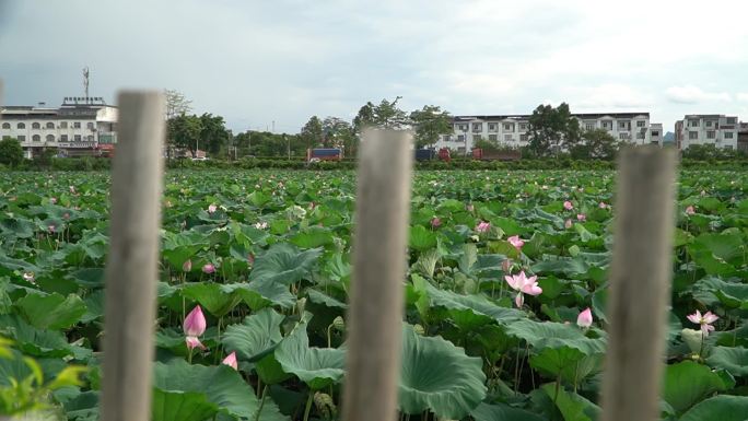 荷花风光小清新治愈