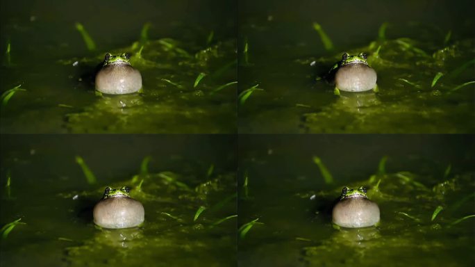 蛙叫-绿色生态