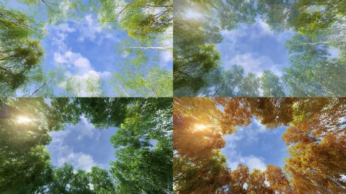 原创写实四季变换，时光流逝，动态树动态天